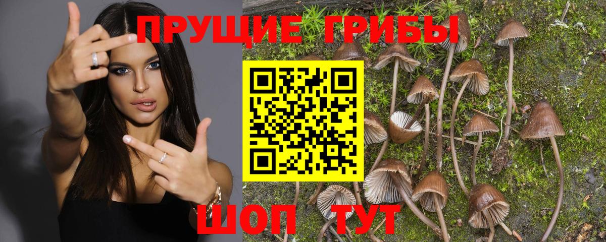 Галлюциногенные грибы Magic Shrooms Димитровград